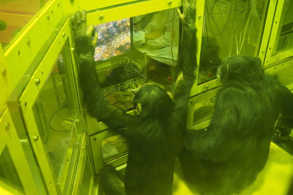Art × Science IN Kyoto City Zoo What do chimpanzees feel in arts ?