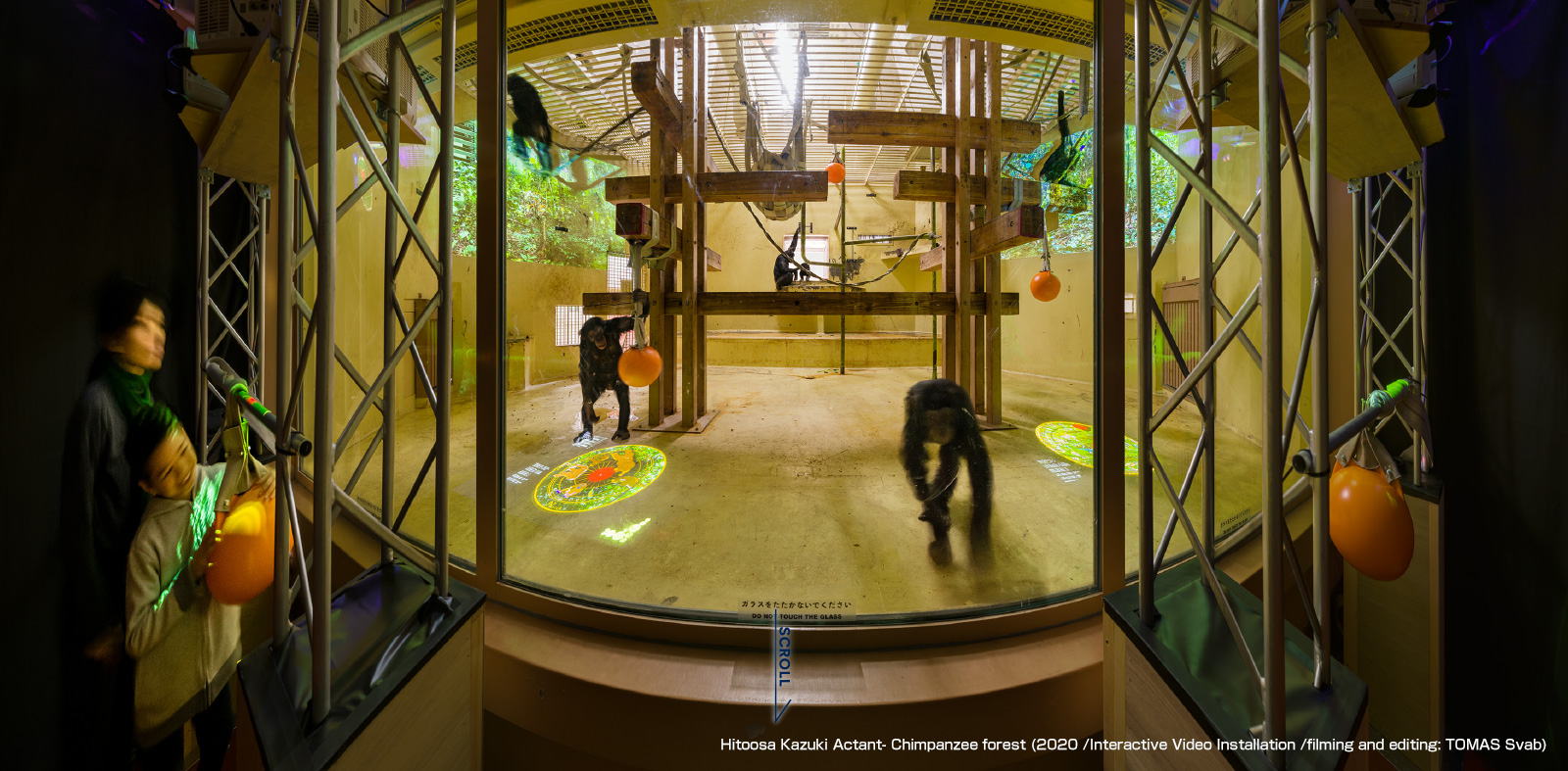 Hitoosa Kazuki Actant- Chimpanzee forest (2020 /Interactive Video Installation /filming and editing: TOMAS Svab)