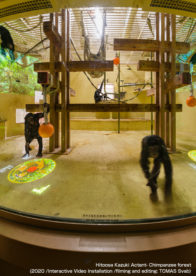 Hitoosa Kazuki Actant- Chimpanzee forest (2020 /Interactive Video Installation /filming and editing: TOMAS Svab)